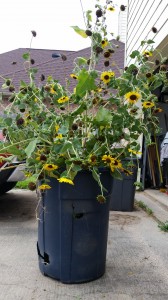 I couldn't resist this impromptu trashcan bouquet
