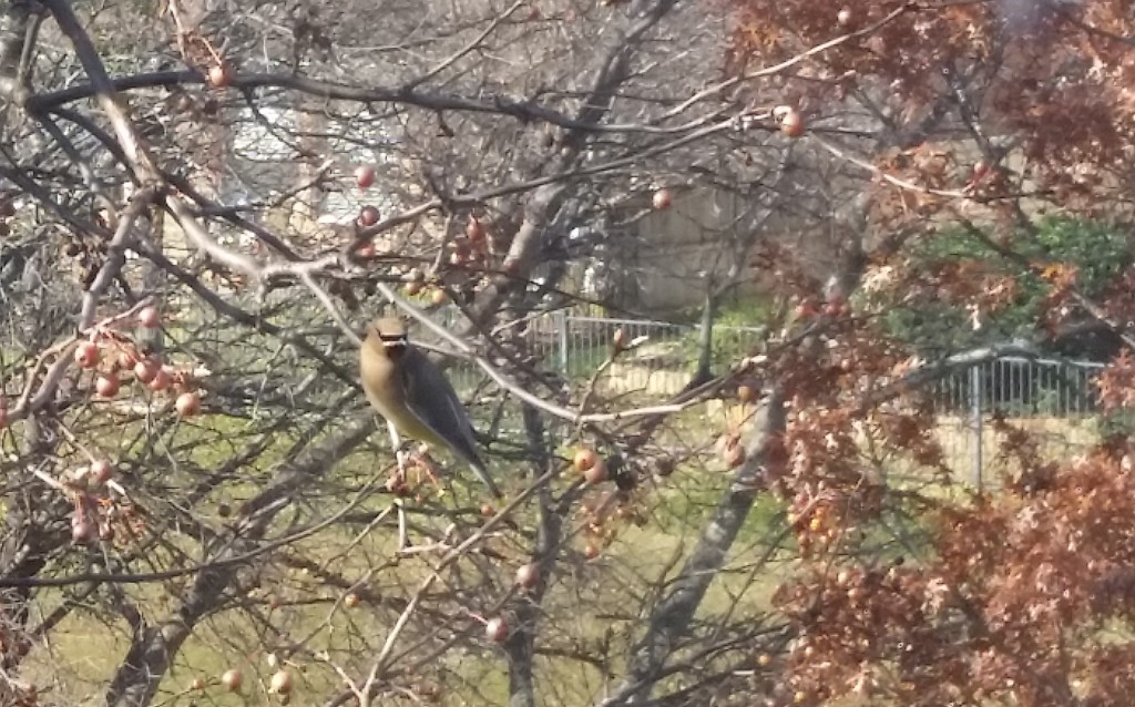 This is a cedar waxwing in the ornamental pear tree outside my office window. I love that little berry-eating bandit!